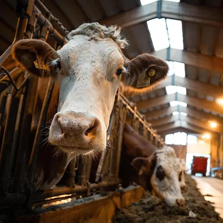 Recherhof Alojamento de Turismo Rural Hochfilzen